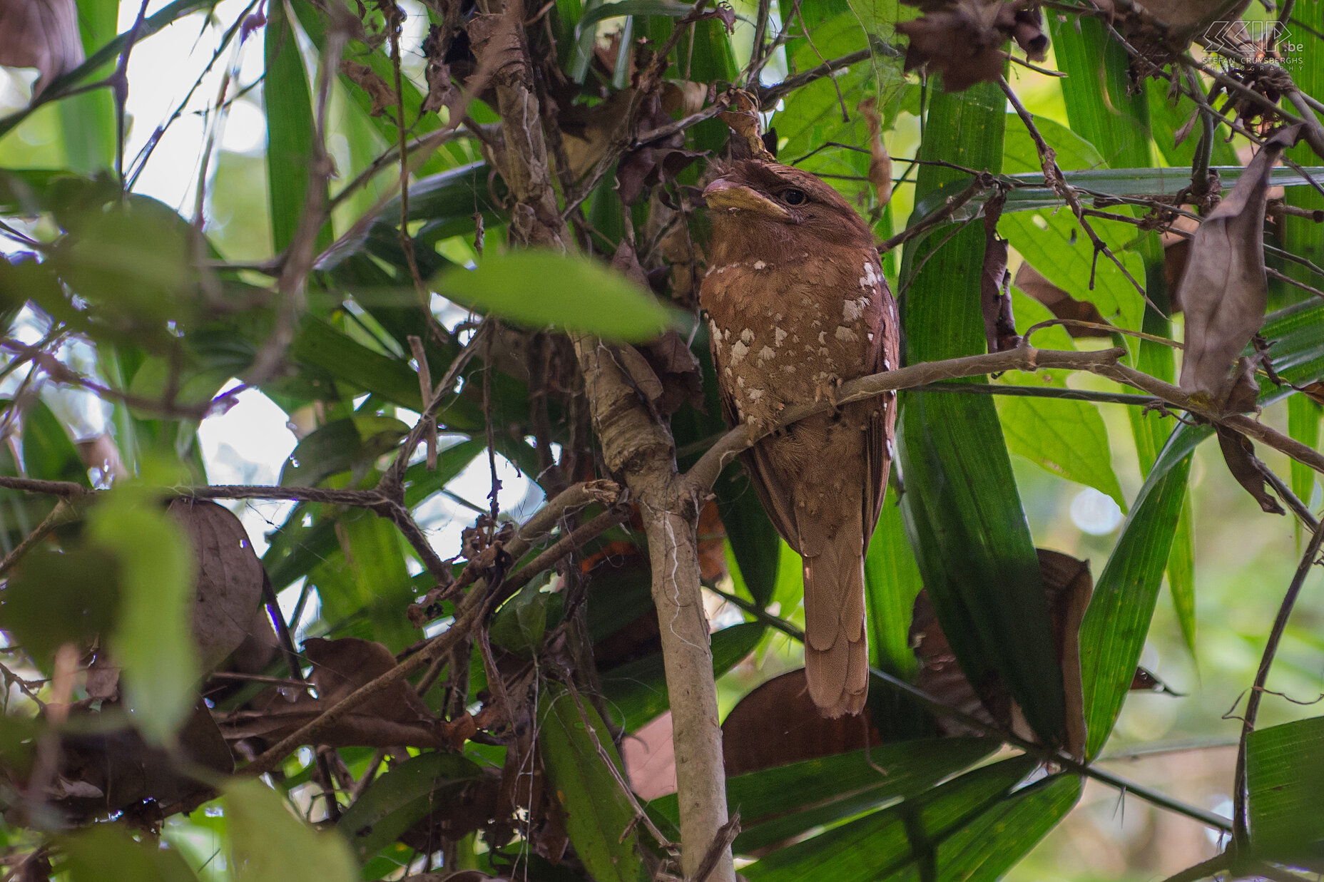 Thattekad - Ceylonkikkerbek De Ceylonkikkerbek (Sri Lanka frogmouth, Batrachostomus moniliger) is een zeer goed gecamoufleerde vogel uit de familie van de nachtzwaluwen. Deze vogel leeft enkel in het West Ghats gebergte in het zuiden van India en in Sri Lanka. Stefan Cruysberghs